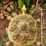 Tortoise Das Avatar