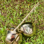 Bronze Tender Coconut